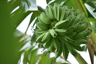 Low angle view of banana fruit