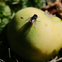 Close-up of fly on a fruit