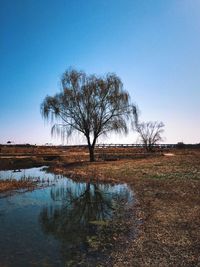 Bare trees on landscape against clear sky