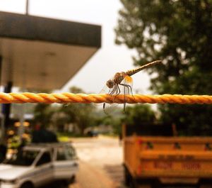 Close-up of insect