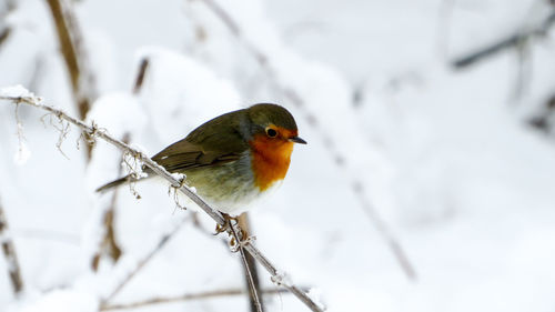 Close-up of bird perching on snow