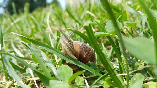 Close-up of snail on grass