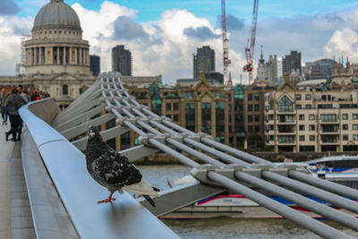 Birds perching on city against sky