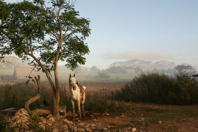 View of a horse on field