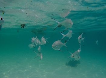 Fishes swimming in sea