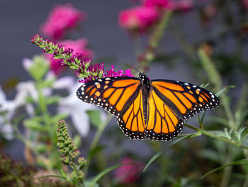 Close-up of butterfly pollinating on flower