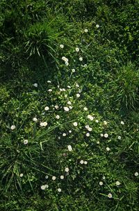 Plants growing on grassy field