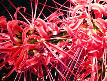 Close-up of red flowers