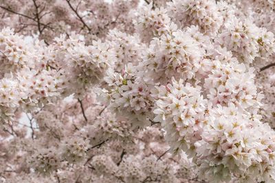 Close-up of white cherry blossoms