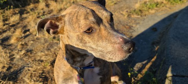 Close-up of a dog looking away