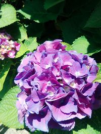 Close-up of purple hydrangea blooming outdoors