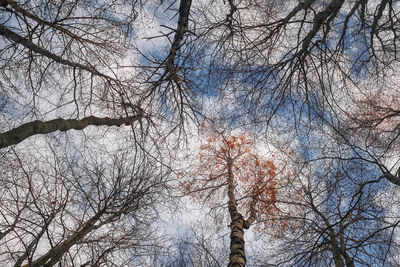 Low angle view of bare trees against sky