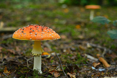 Close-up of mushroom growing on field