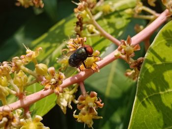 Close-up of bee pollinating on flower