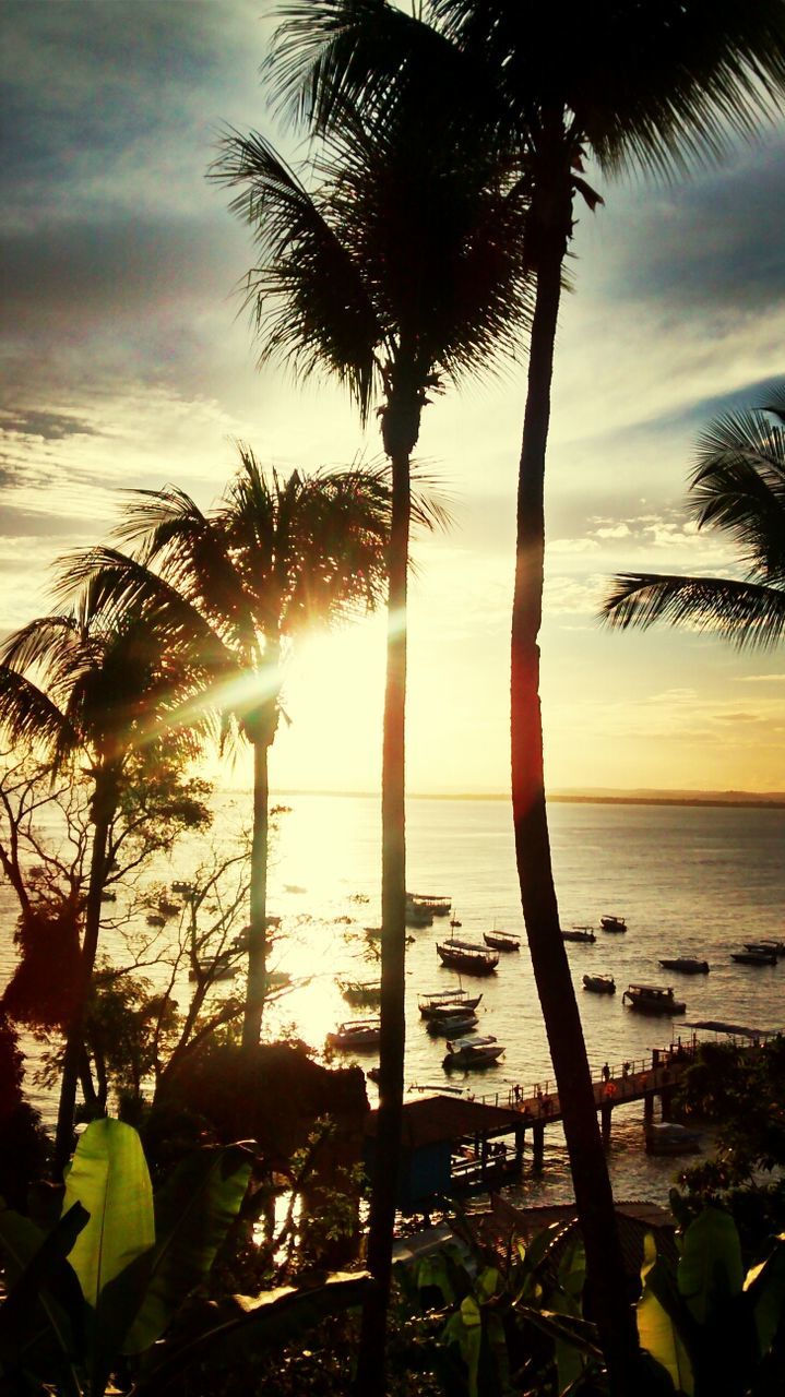 palm tree, sunset, sea, tree, horizon over water, sky, tranquility, scenics, tranquil scene, water, beauty in nature, sun, beach, silhouette, tree trunk, nature, growth, shore, idyllic, sunlight