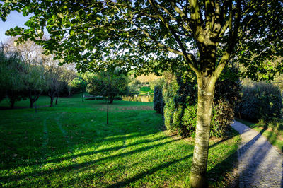 Trees on field against sky