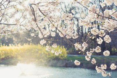 Close-up of cherry blossom against sky
