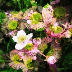 Close-up of flowers