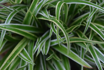 Full frame shot of fresh green plant