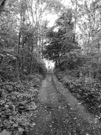 Road passing through forest