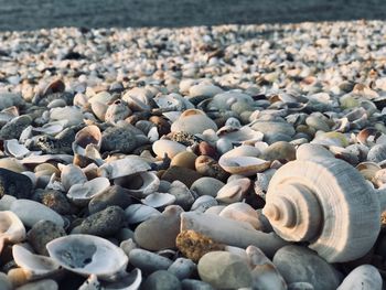 High angle view of shells and stones at beach