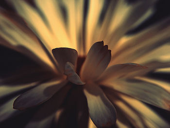 Close-up of flowering plant