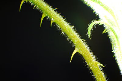 Close-up of fresh green plant against black background