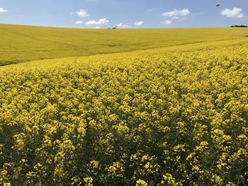 Yellow fields