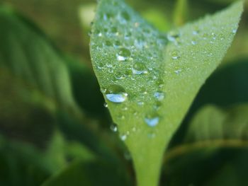 Close-up of wet leaf