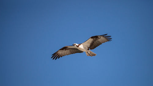 Low angle view of eagle flying against clear blue sky