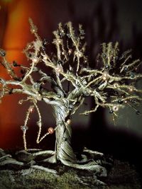 Close-up of frozen tree