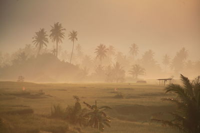 Scenic view of palm trees on field against sky