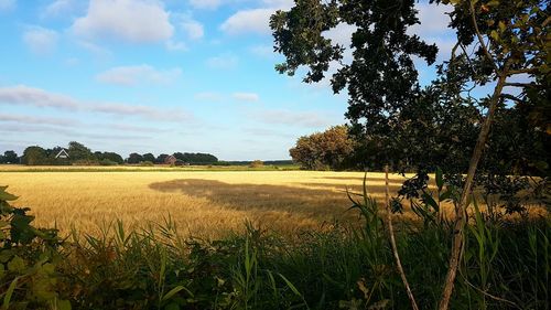 Scenic view of agricultural field against sky
