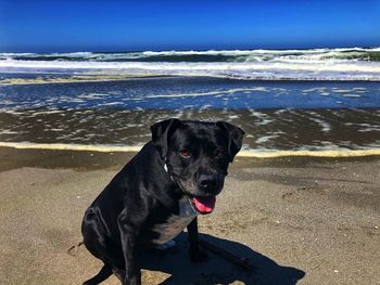 Portrait of dog on beach