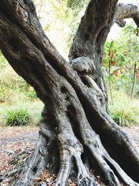 Close-up of tree trunk in forest