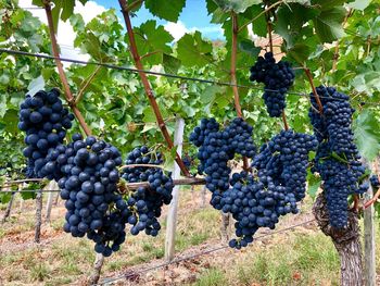 Grapes in vineyard