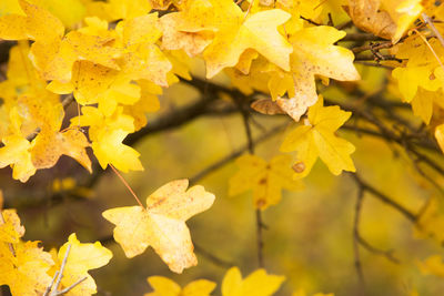 Close-up of yellow autumn leaves