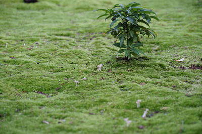Close-up of small plant on field