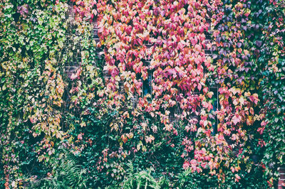 Full frame shot of pink flowering plants on field