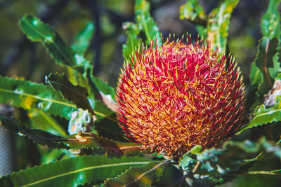 Close-up of red flowers