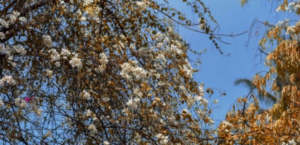 Low angle view of cherry blossoms against sky