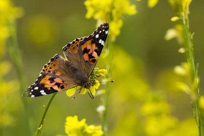 Close-up of butterfly pollinating on flower