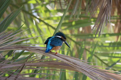 Close-up of a bird perching on a plant