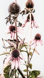 Close-up of wilted flower