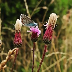 Close-up of butterfly pollinating on flower