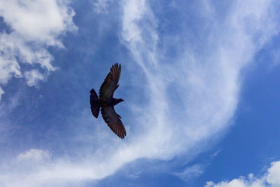 Low angle view of eagle flying in sky