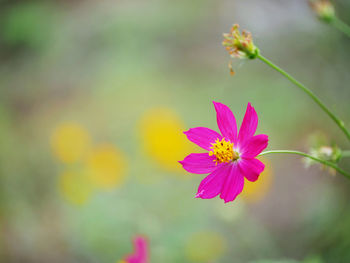 Close-up of pink cosmos flower