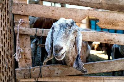 Close-up of a goat in stable