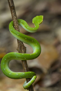 Close-up of fern plant