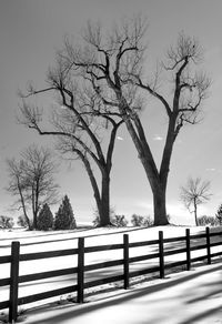 Bare tree against clear sky during winter